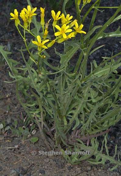 crepis acuminata 1 graphic